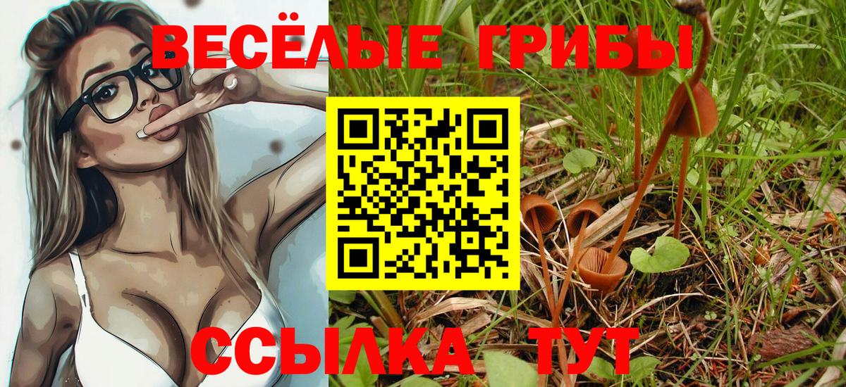 Славянск-на-Кубани  Псилоцибиновые грибы прущие грибы  Вход с VPN  Псилоцибиновые грибы Psilocybine cubensis 